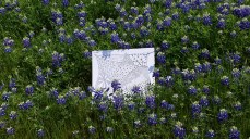 Bluebonnet-Zentangle closeup